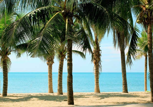 Cocotiers sur la plage.