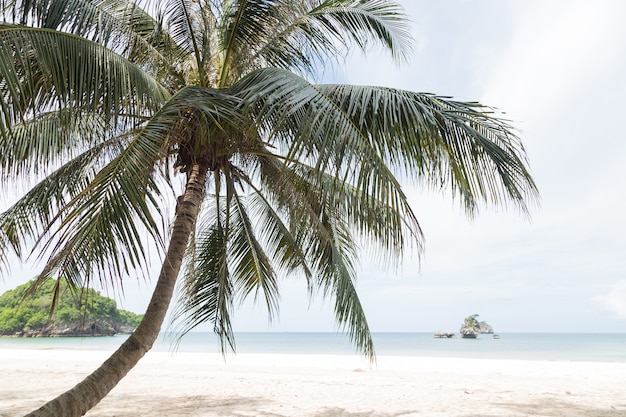 Cocotiers sur la plage.