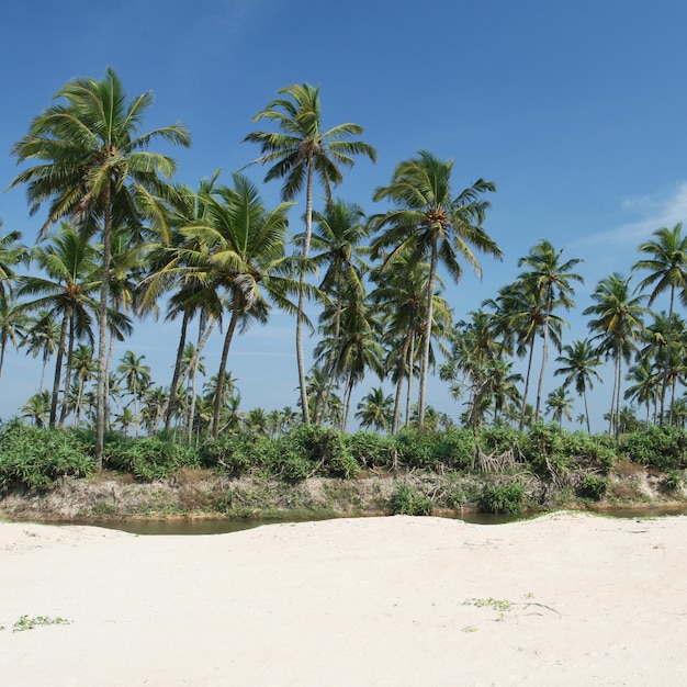 Cocotiers tropicaux et ciel bleu nuageux