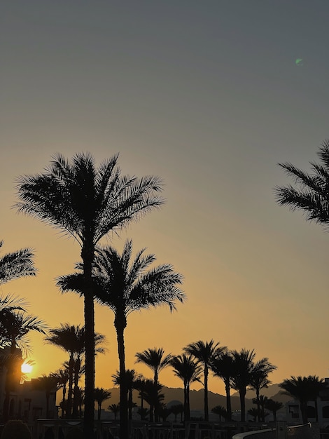 Cocotiers tropicaux d'été contre ciel coucher de soleil