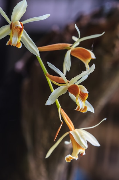 Coelogyne trinervis orchidées