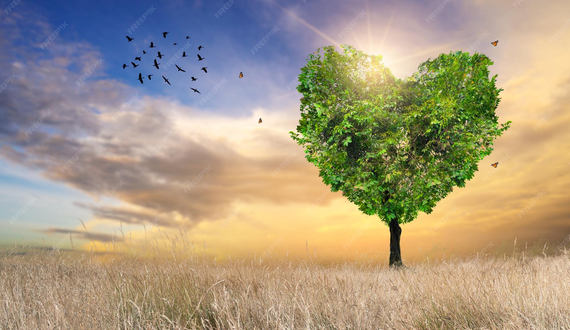 Coeur Arbre Amour Pour Nature Paysage Photo Premium Coeur Arbre Amour Pour Nature Paysage Photo Premium