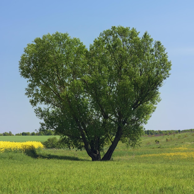 Coeur de bois