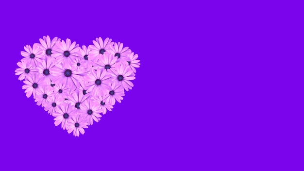 Coeur fait de fleurs de marguerites roses isolées sur fond violet avec espace de copie concept de printemps