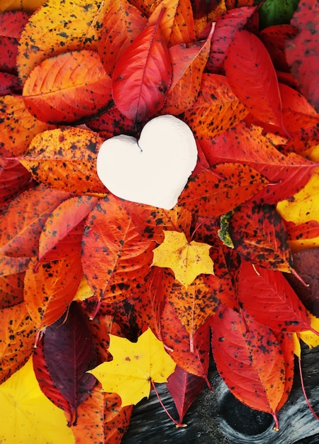 Coeur fait main décoratif sur les feuilles d'automne colorées