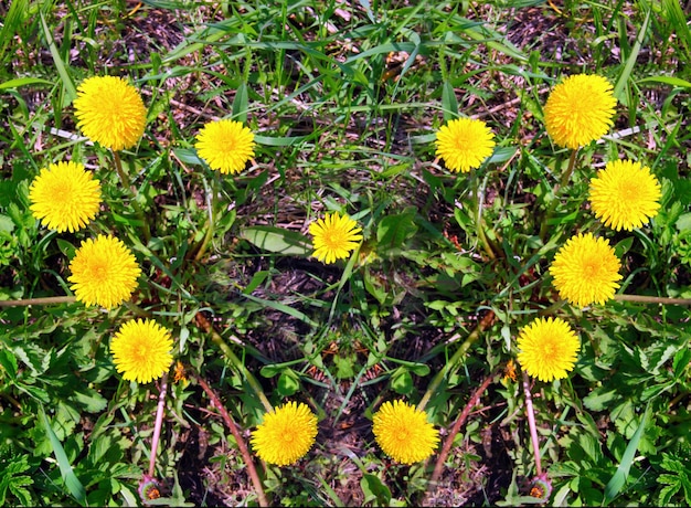 Le coeur fait de pissenlits jaunes sur l'herbe verte