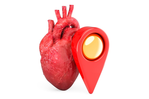 Coeur humain avec rendu 3D du pointeur de carte