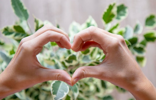 Coeur des mains sur le fond d'un ficus de plante à feuilles persistantes