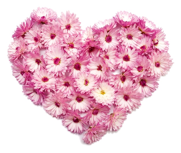 Coeur rose de fleurs de chrysanthème. La Saint-Valentin. Amour