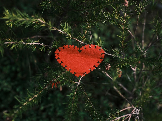 Photo coeur rouge décoratif parmi les feuilles des arbres