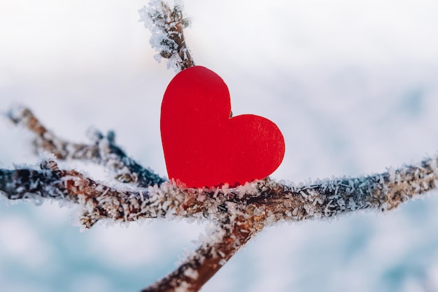 Coeur rouge saint valentin solitaire sur une branche glacée givrée dans la carte de voeux de forêt enneigée pour la symbiose de la saint valentin ...