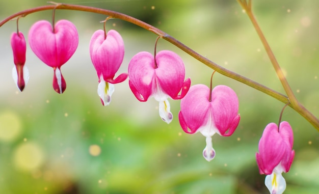 Coeur saignant du Pacifique ou sauvage Dicentra Formosa fleurs sur fond vert clair