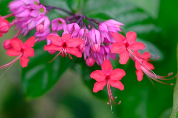 Coeur saignant vine.Clerodendrum thomsoniae est une espèce de plante à fleurs du genre Clerodendrum