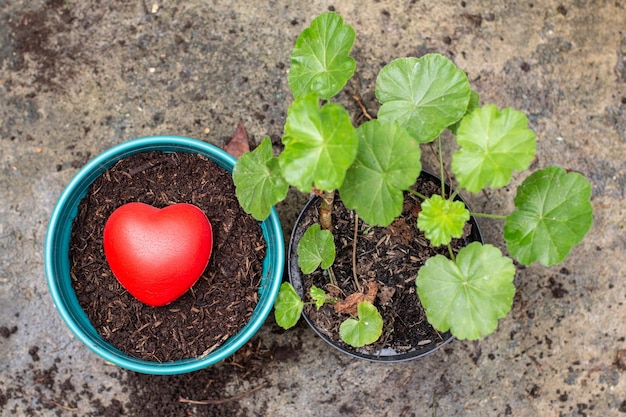 Le cœur de la terre et des plantes. Concept de soin pour l'environnement et la nature