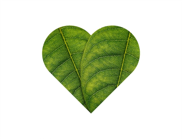 Coeur vert fait de feuilles vertes sur le concept d'écologie de fond de sol