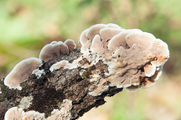 Coffre en bois plein de champignons