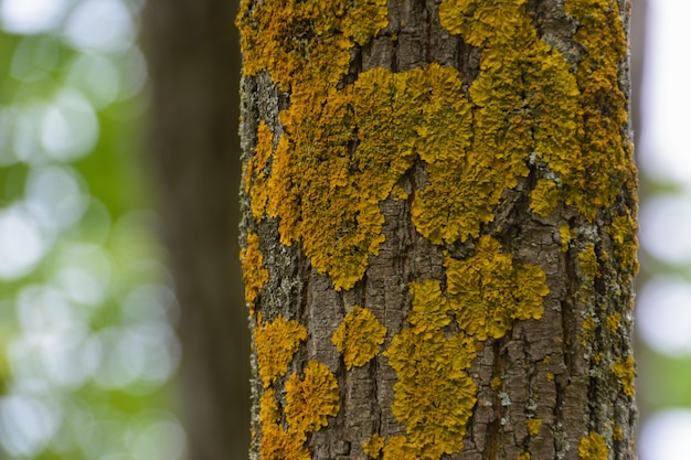 Coffre de pin recouvert de mousse jaune dans une forêt de pins. Texture, arrière-plan flou.