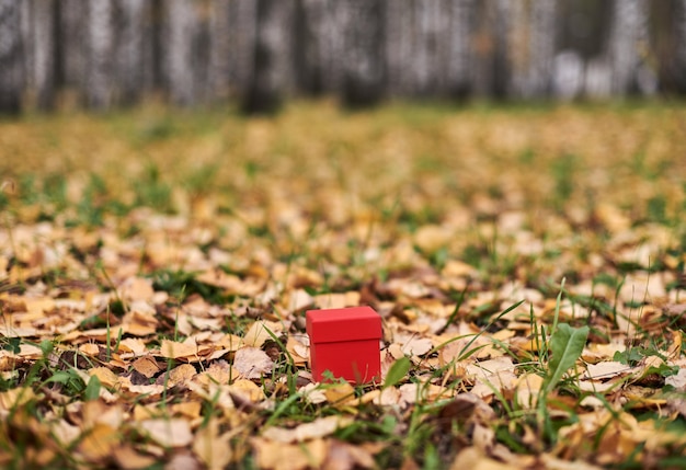 Coffret cadeau en feuilles d'automne, espace copie