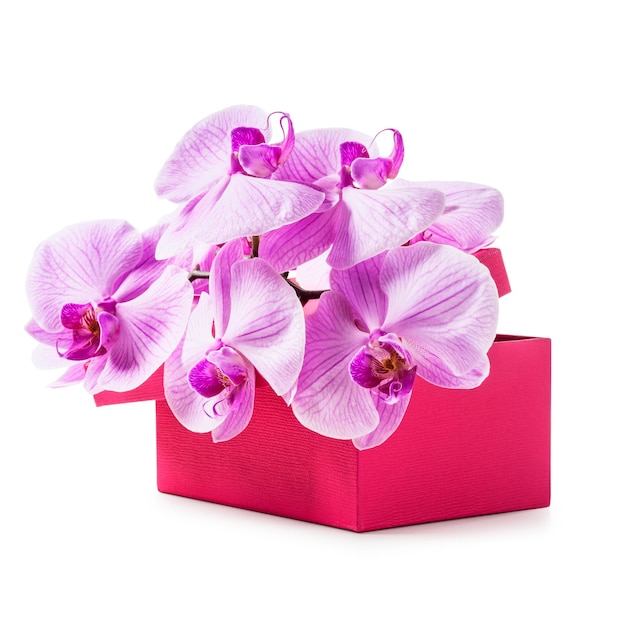 Coffret rose avec des fleurs d'orchidées. Cadeau de vacances de luxe. Objet isolé sur un tracé de détourage fond blanc inclus