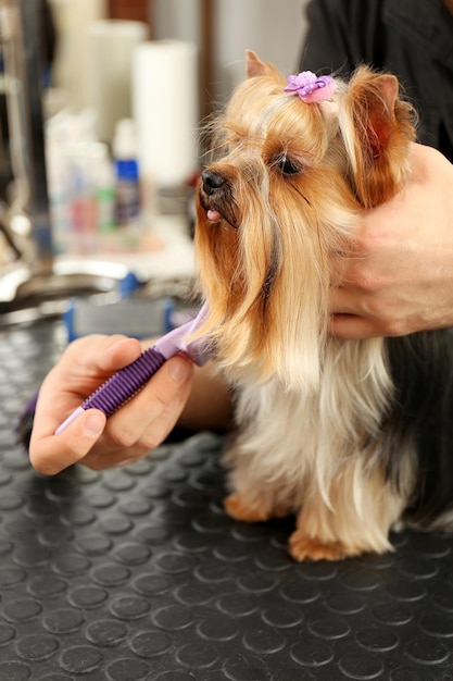 Coiffeur canin toilettage chien dans le salon