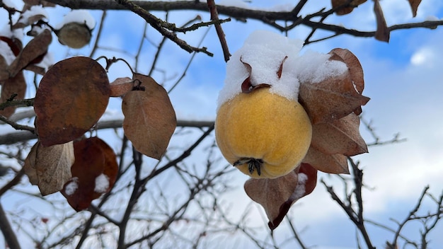 Coing aux vitamines sur un arbre en hiver sous la neige Fruits pendant le gel en décembre