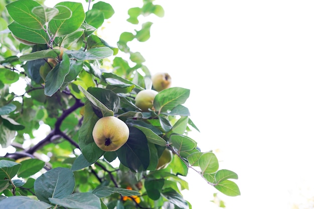 Coing sur branche. Pommes de coing naturelles biologiques sur l'arbre à l'automne.