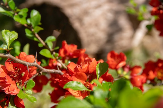 Le coing fleurit au printemps Fleurs rouges de Chaemnomeles japonica coing Selective focus
