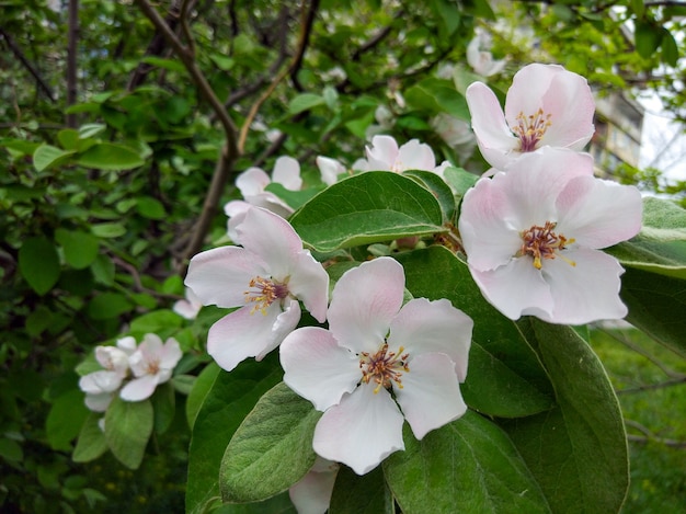 Coing en fleurs dans le jardin