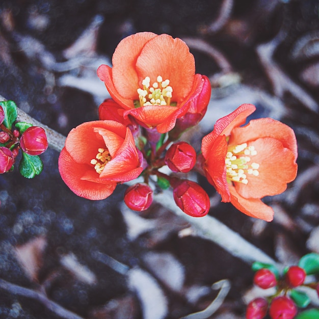 Coing à fleurs rouges au printemps