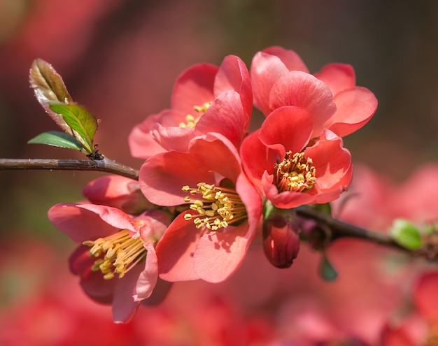 Coing à fleurs rouges