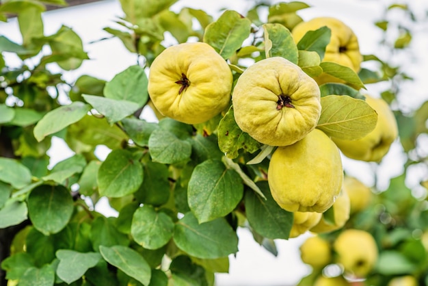 Coing jaune mûr sur un arbre avec des feuilles vertes en automne, Moldavie