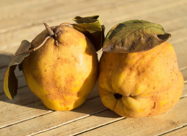 Le coing jaune se trouve le coing d'Apple sur une table en bois