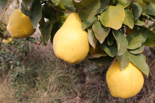 Coings jaunes mûrs dans le verger