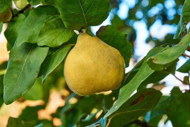 Coings mûrs sur l'arbre. Fermer