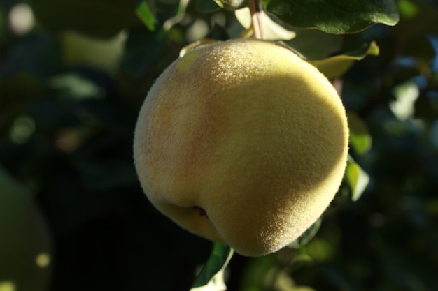 Coings mûrs sur l'arbre