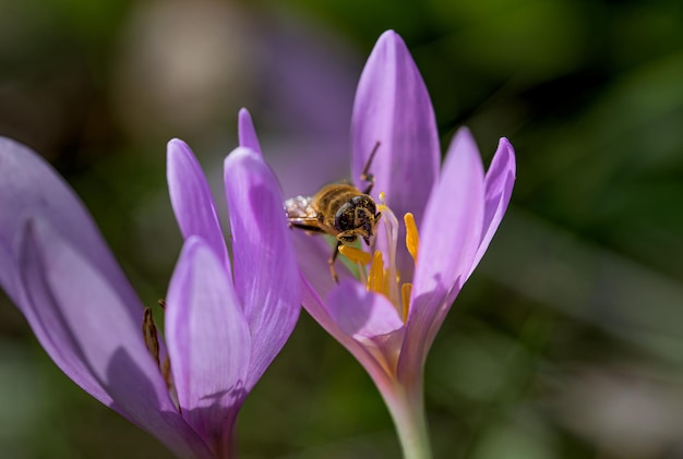 Colchicum autumnale communément appelé safran des prés de crocus d'automne ou dames nues