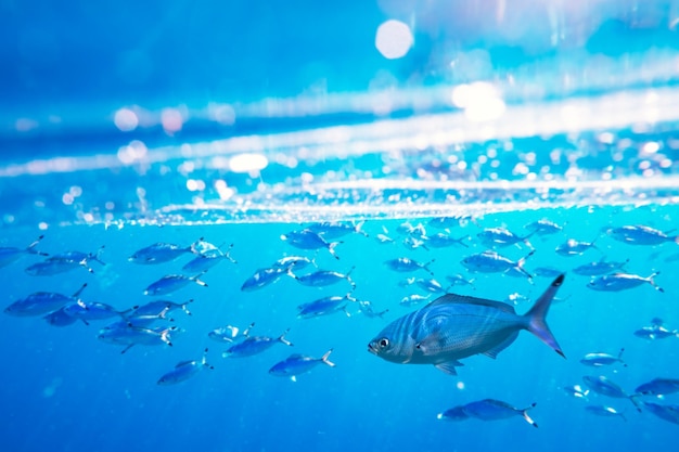 École de natation et d'alimentation des poissons Caesio suevica