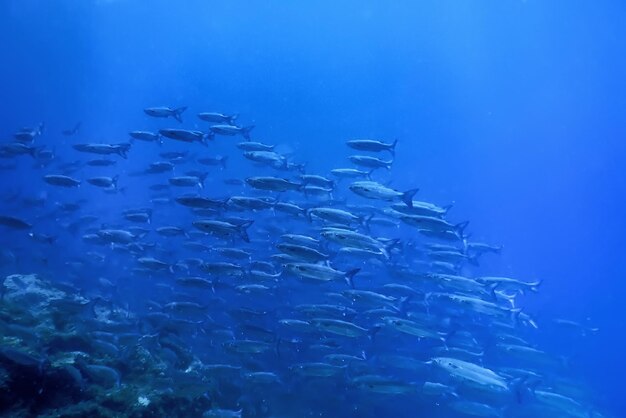 École de poissons Poisson sous-marin fond sous-marin Mugil cephalus