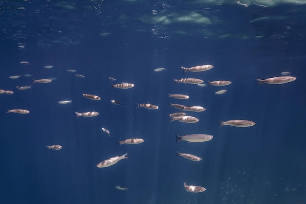 École de poissons sous l'eau. Fond sous-marin de poissons.