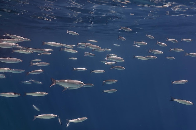 École de poissons sous l'eau. Fond sous-marin de poissons.