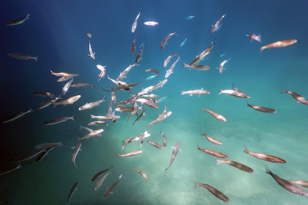 École de poissons sous l'eau. Fond sous-marin de poissons.