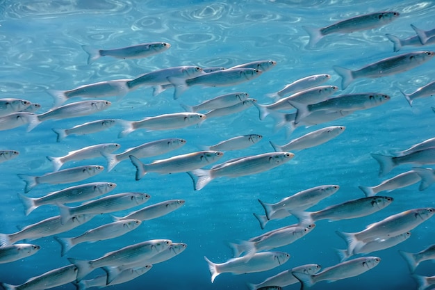 École de poissons sous l'eau. Fond sous-marin de poissons.