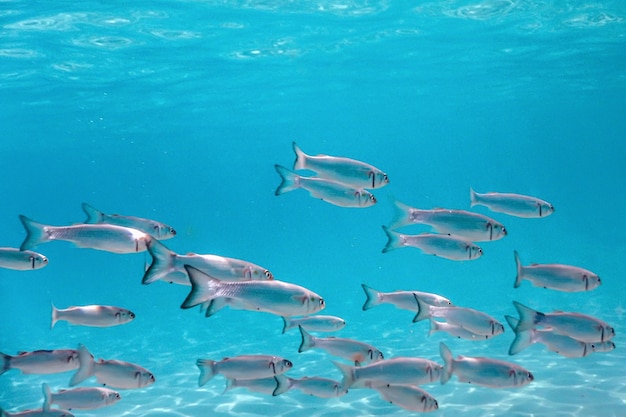 École de poissons sous l'eau. Fond sous-marin de poissons.