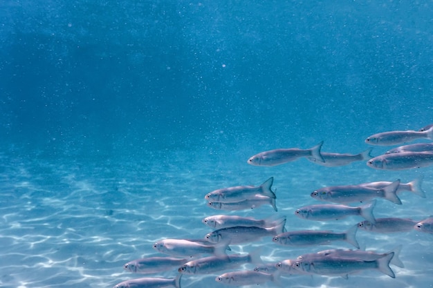 École de poissons sous l'eau. Fond sous-marin de poissons.