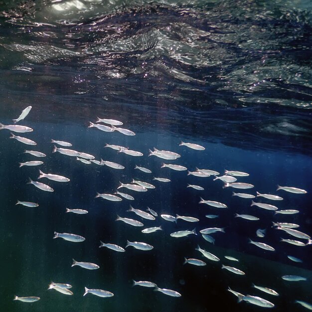 École de poissons sous l'eau. Fond sous-marin de poissons.