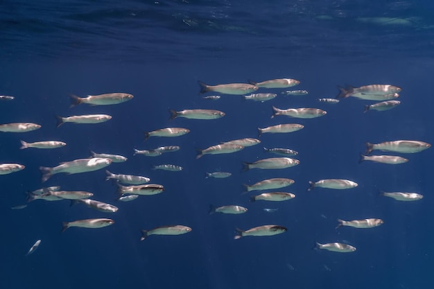 École de poissons sous l'eau. Fond sous-marin de poissons.