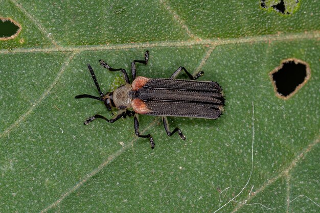 Coléoptère adulte de la tribu Chalepini