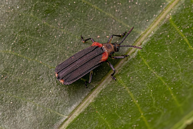 Photo coléoptère adulte