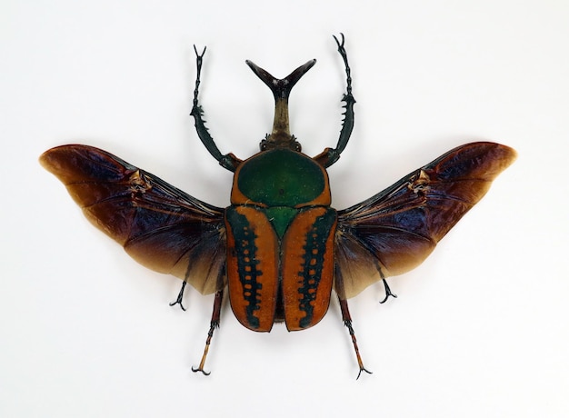 Coléoptère aux ailes noires isolé sur blanc. Megalorhina harrisi macro gros plan, coléoptères de collection