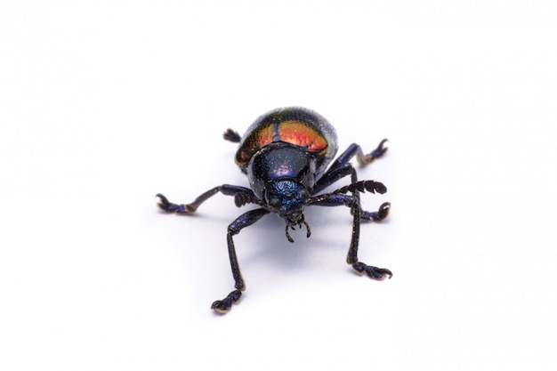 Photo coléoptère bleu asclépiade; nom scientifique chrysochus pulcher baly, isolé sur blanc